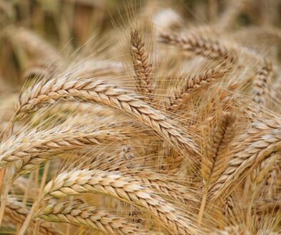 Wheat in the field